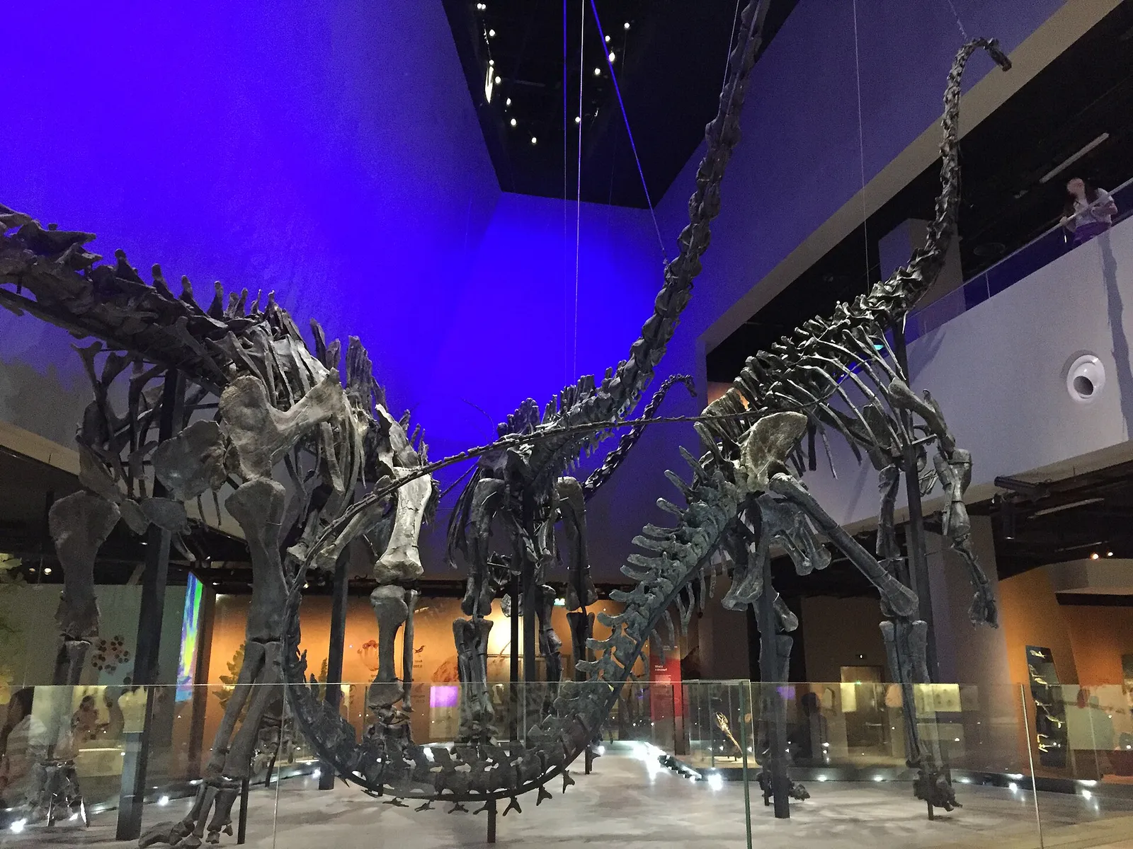 Skelett av sauropoddinosaurier på museum (genrebild)
