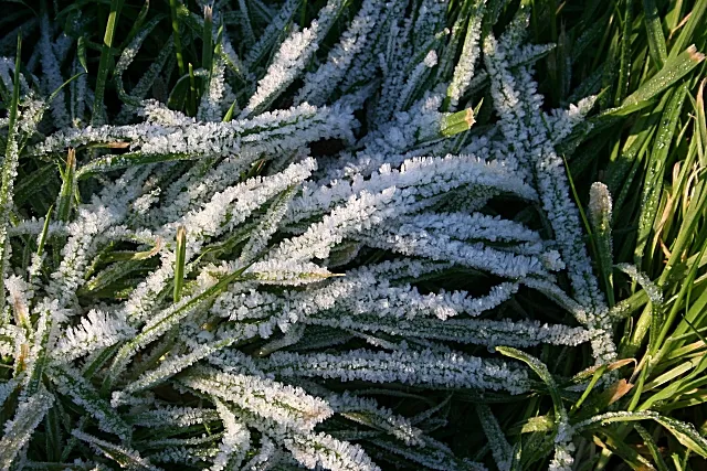 Frost på gräs (arkivbild)