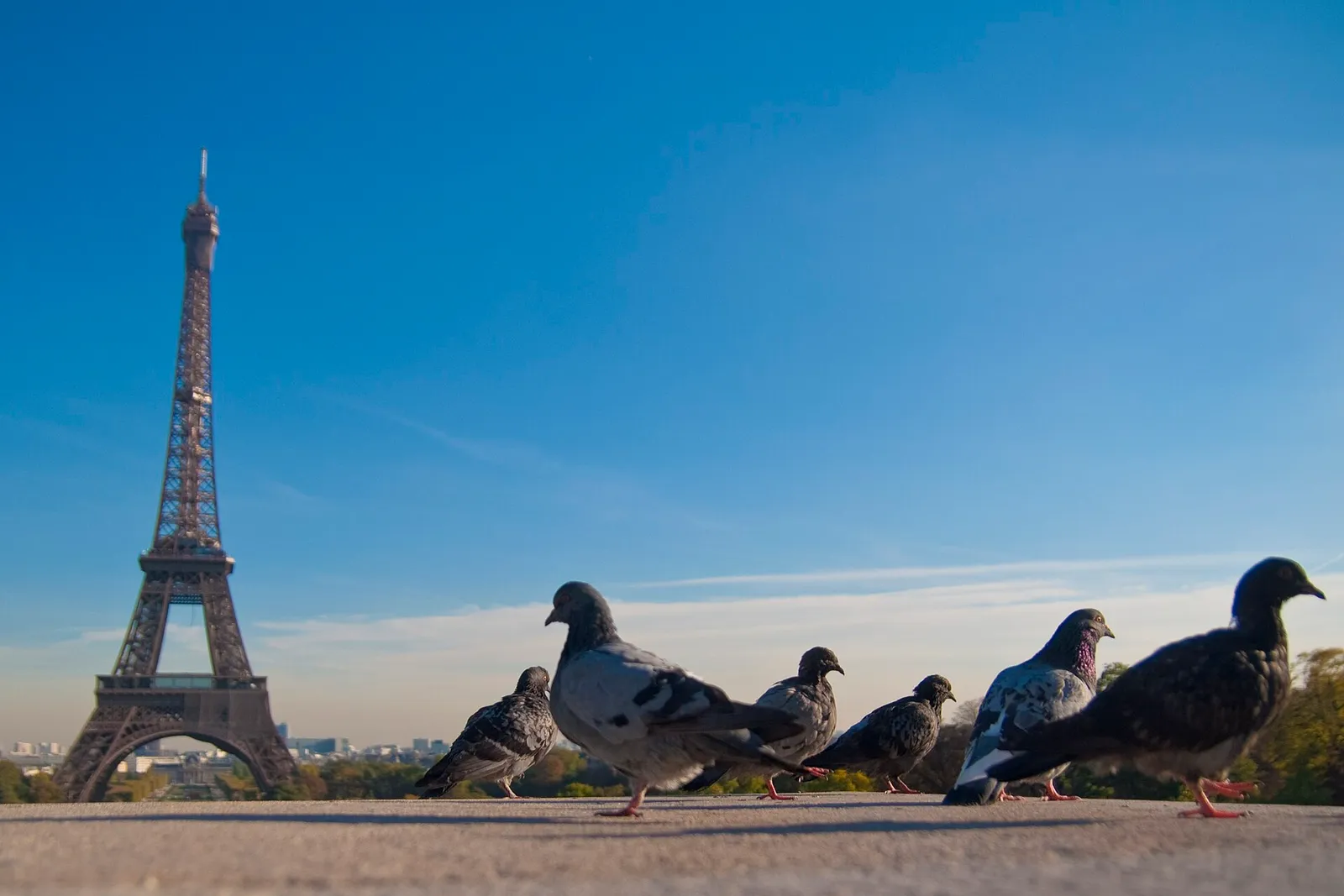 Eiffeltornet i Paris mot blå himmel