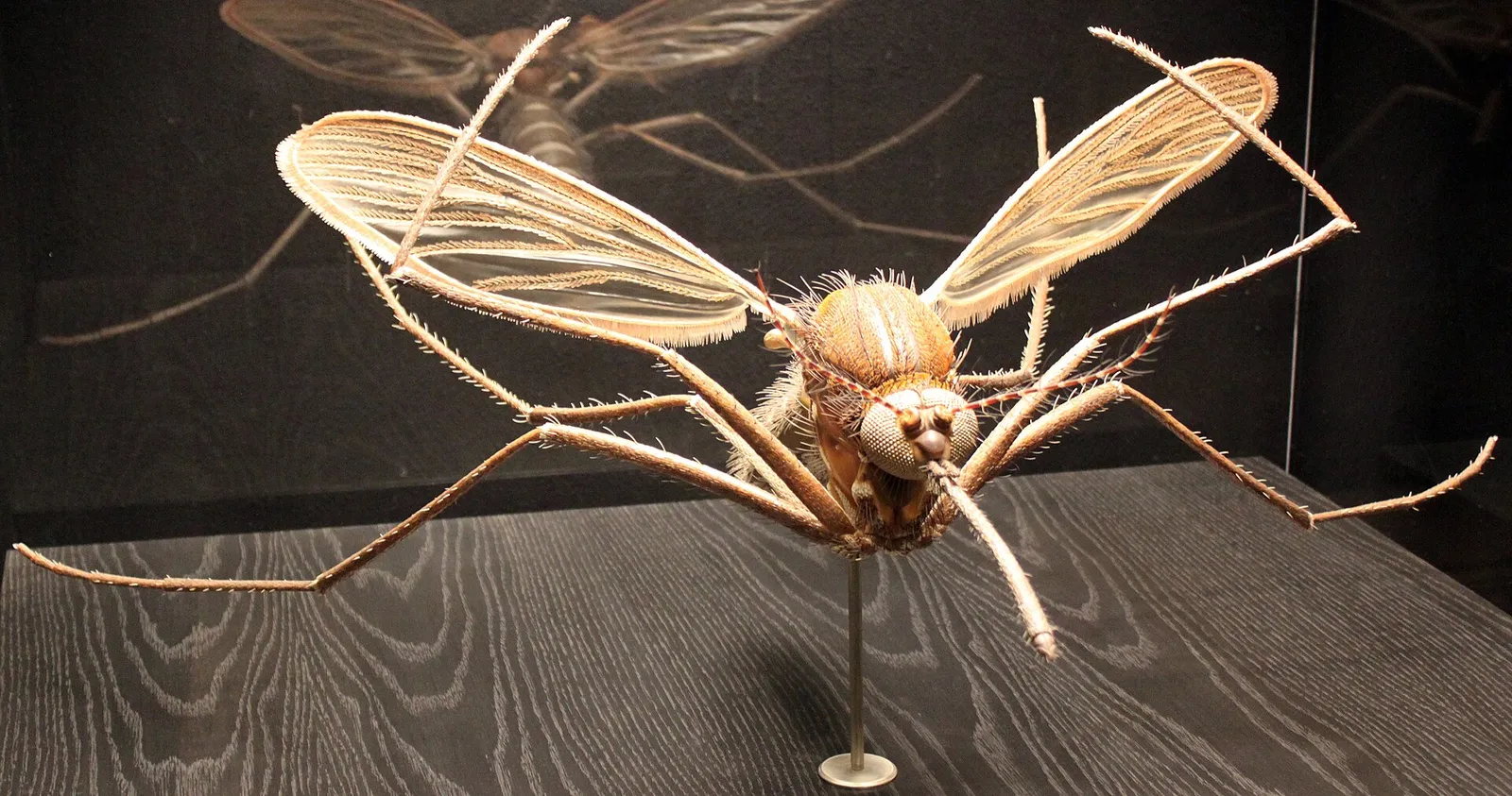 En stickmygga (Culex pipiens)