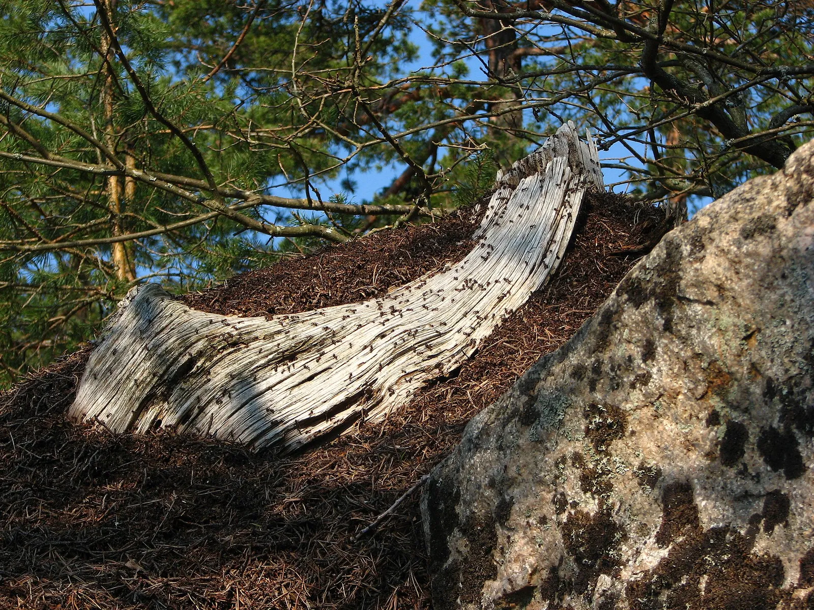 Ett bo av röd skogsmyra
