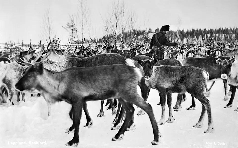 Renar i Jukkasjärvi, Lappland