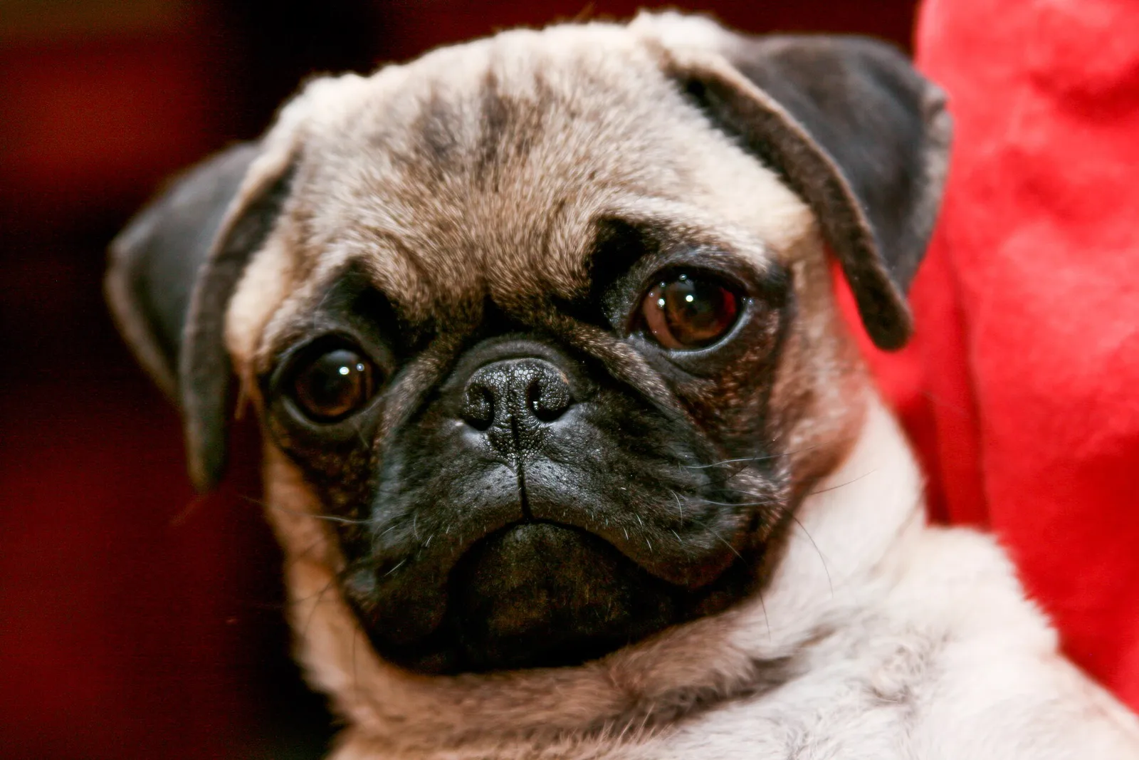Mops