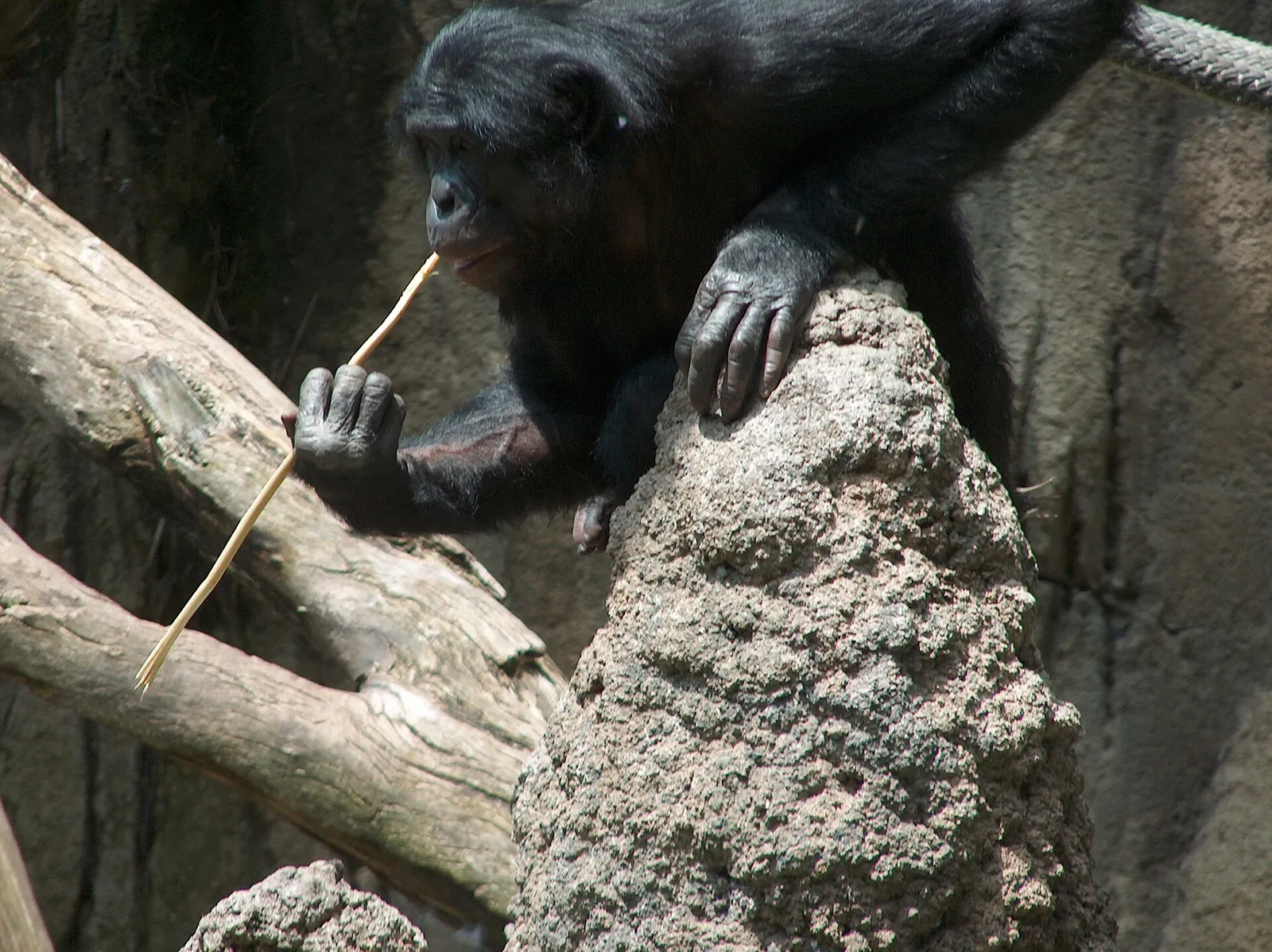 En bonobo (en av människans närmaste släktingar)