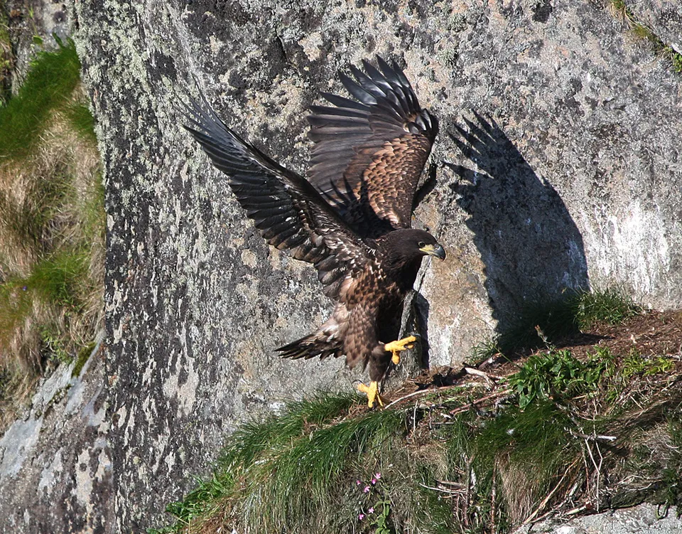 En havsörn i flykt (genrebild)