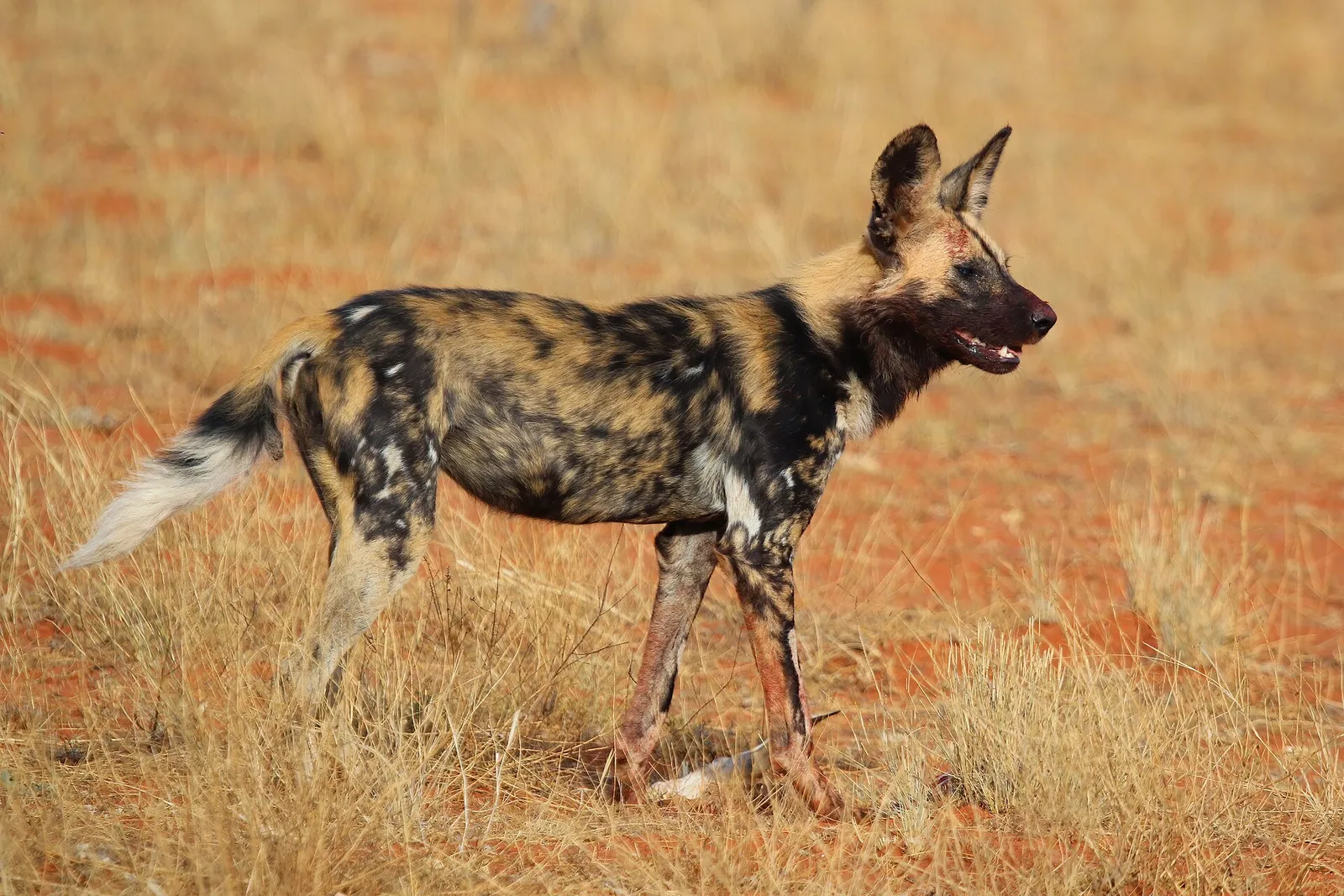 Afrikansk vildhund