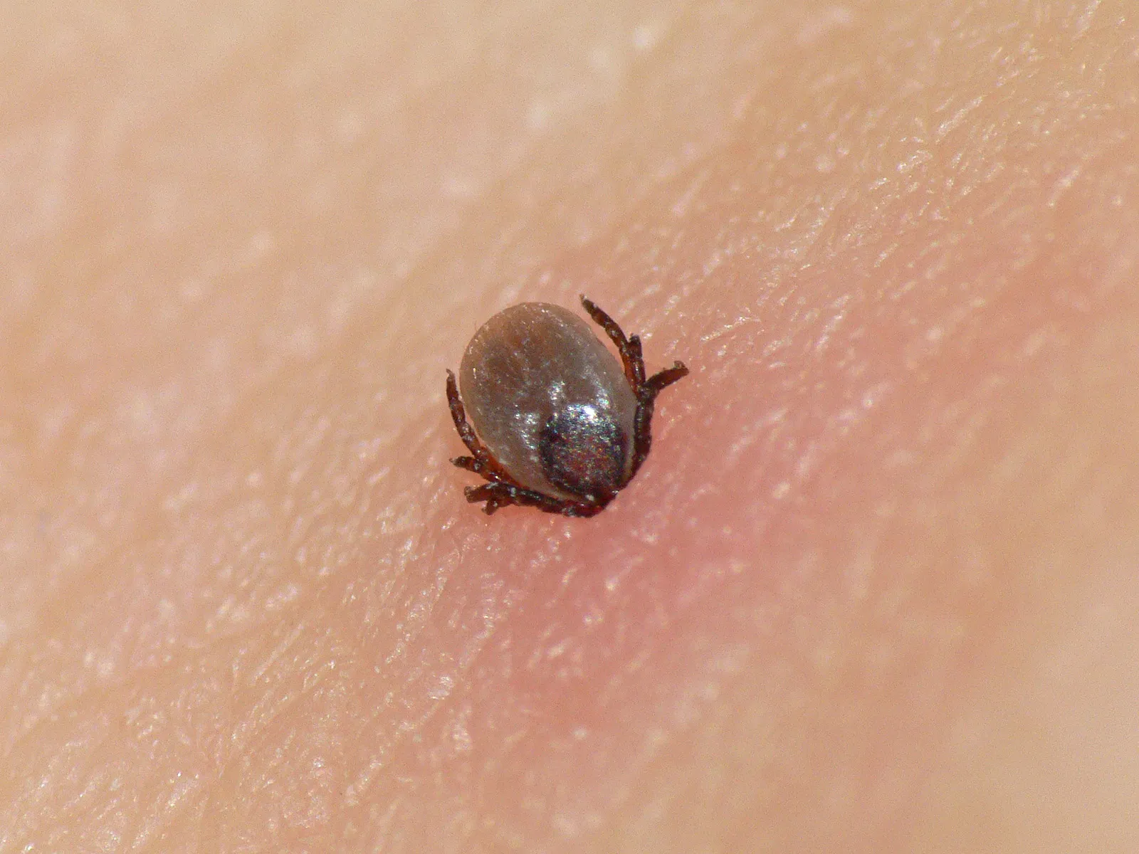 En fästing (Ixodes ricinus)