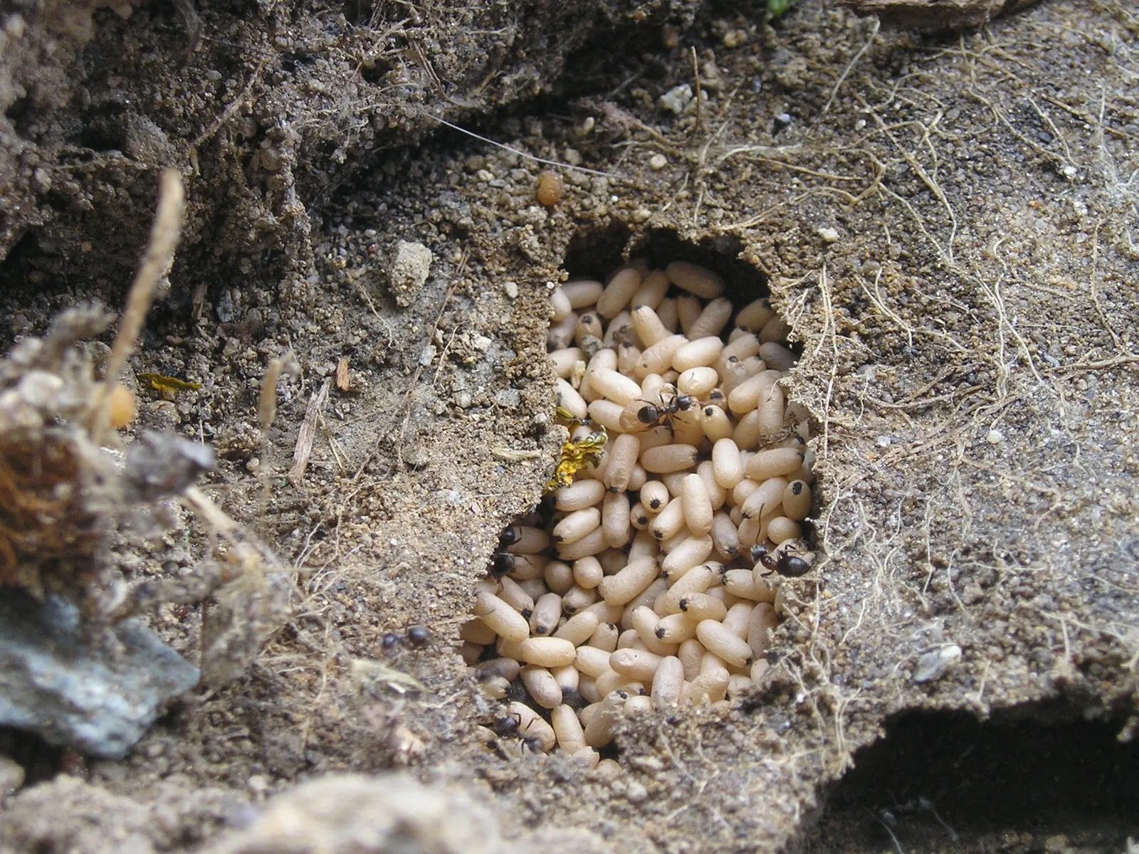 En svartmyra (Lasius niger)