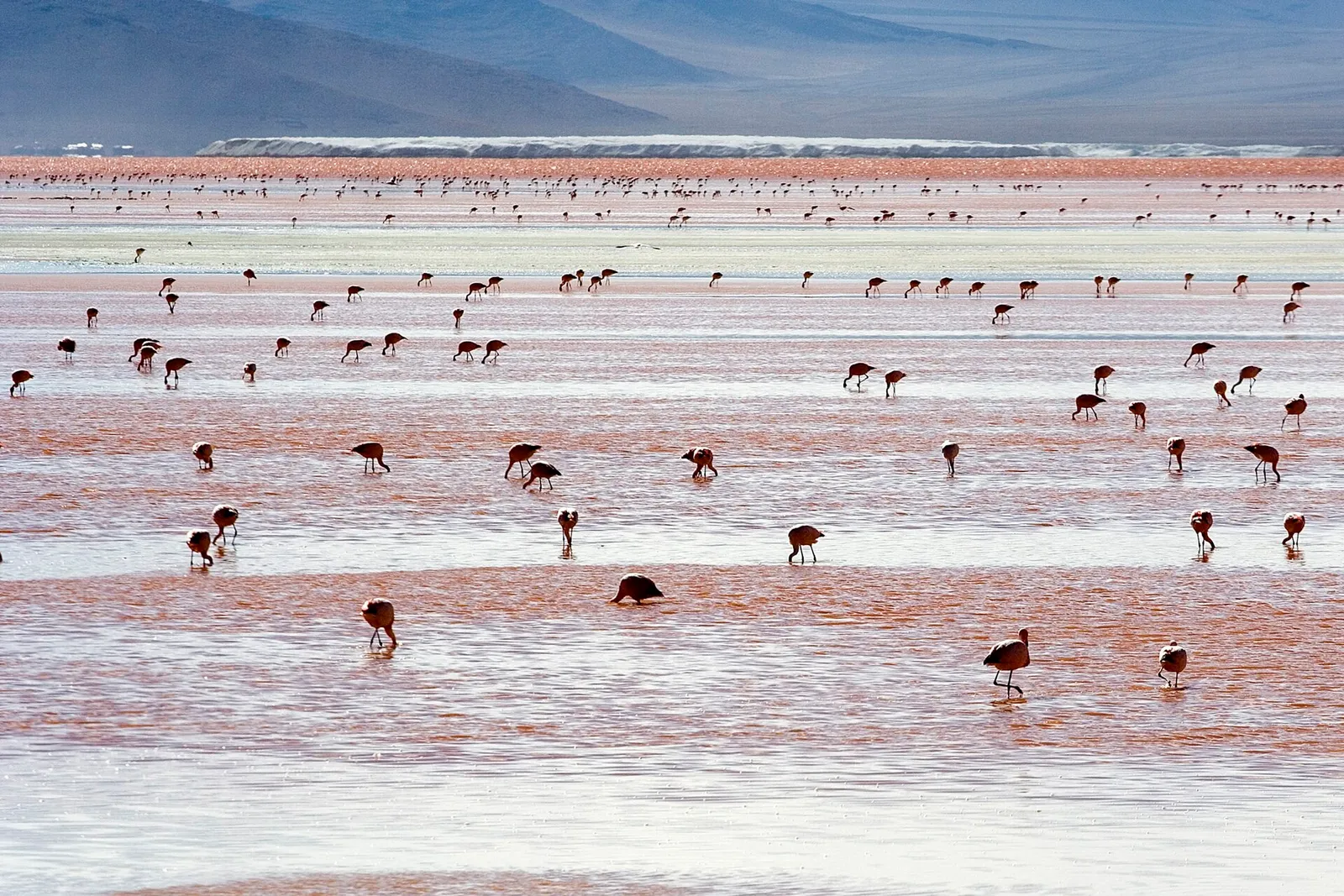 Flamingos på en sjö