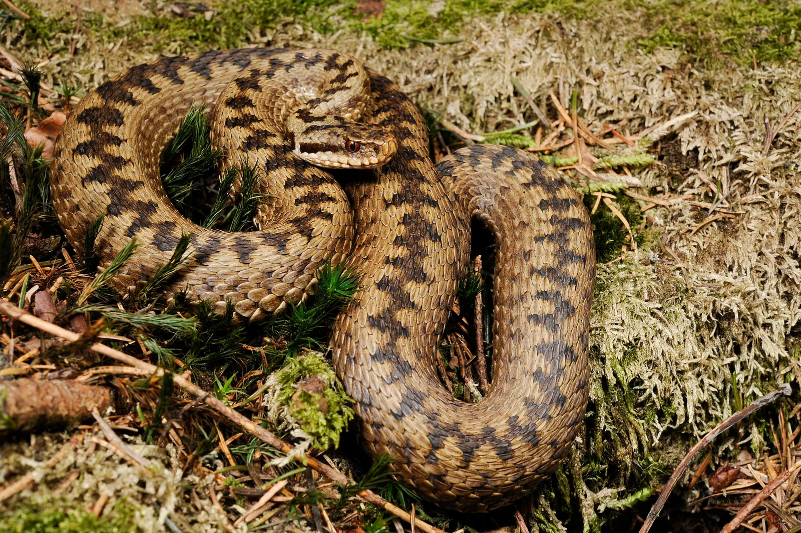 En huggorm (Vipera berus)