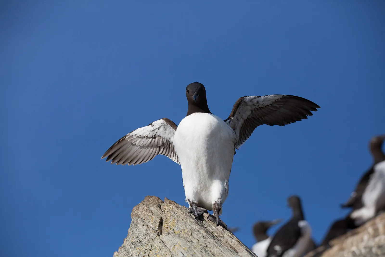 Sillgrisslor på en klipphylla
