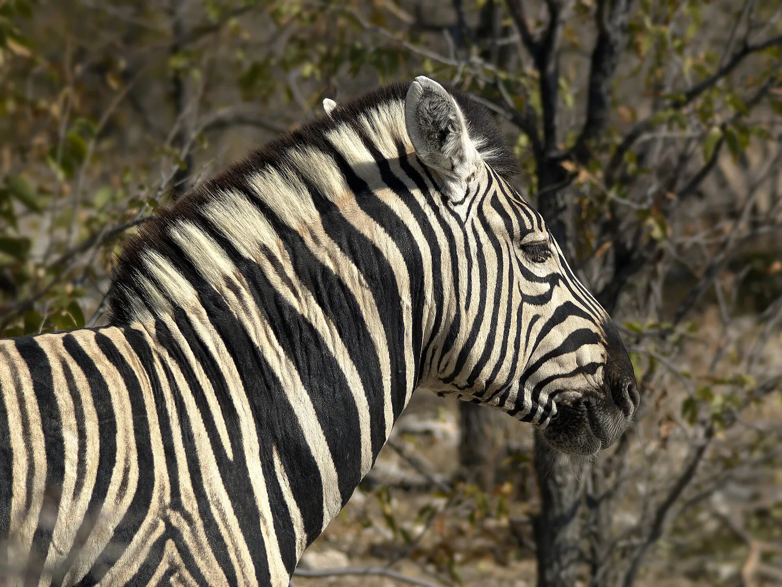 En zebra på savannen