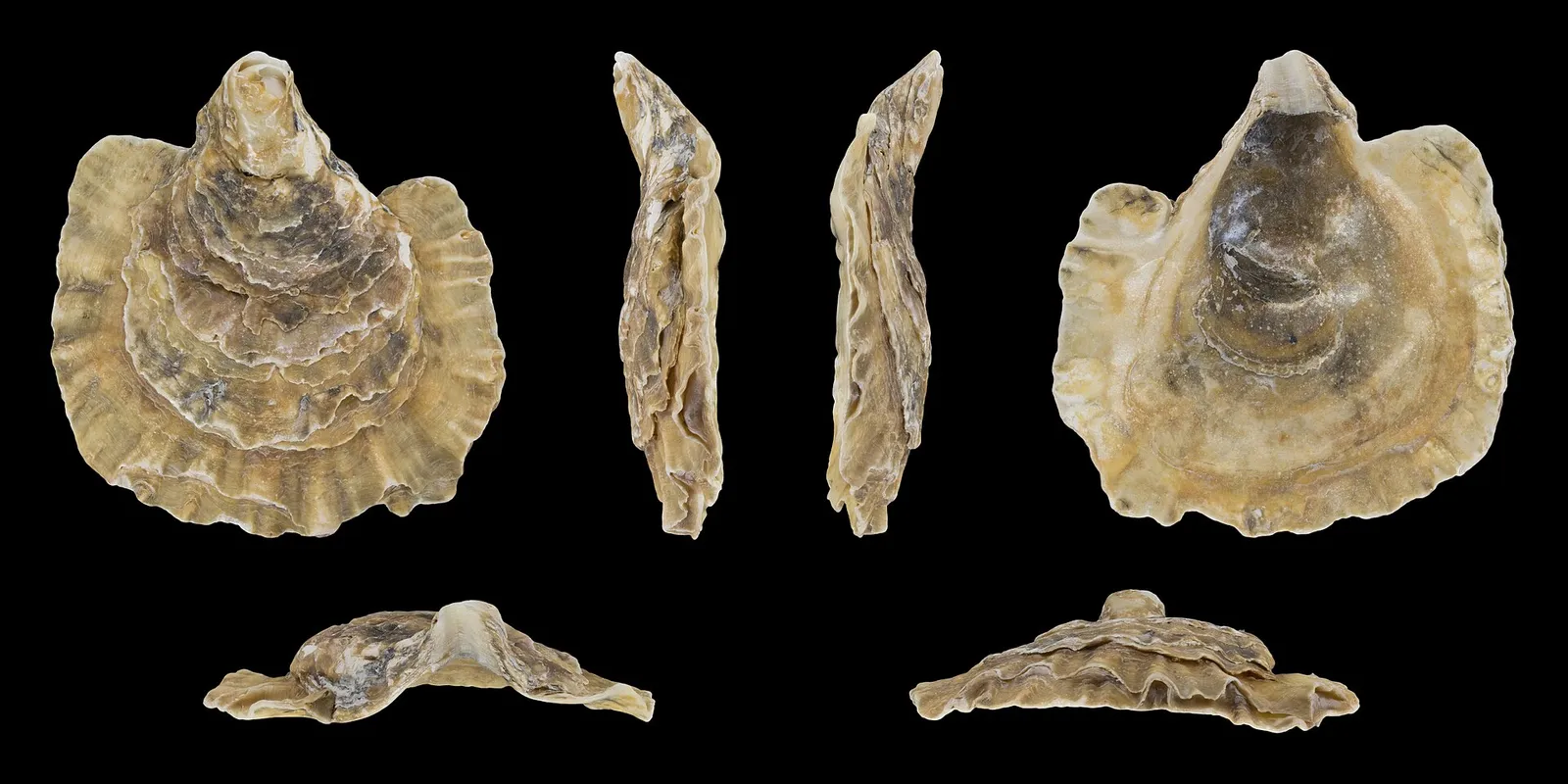 Det europeiska platta ostronet, Ostrea edulis