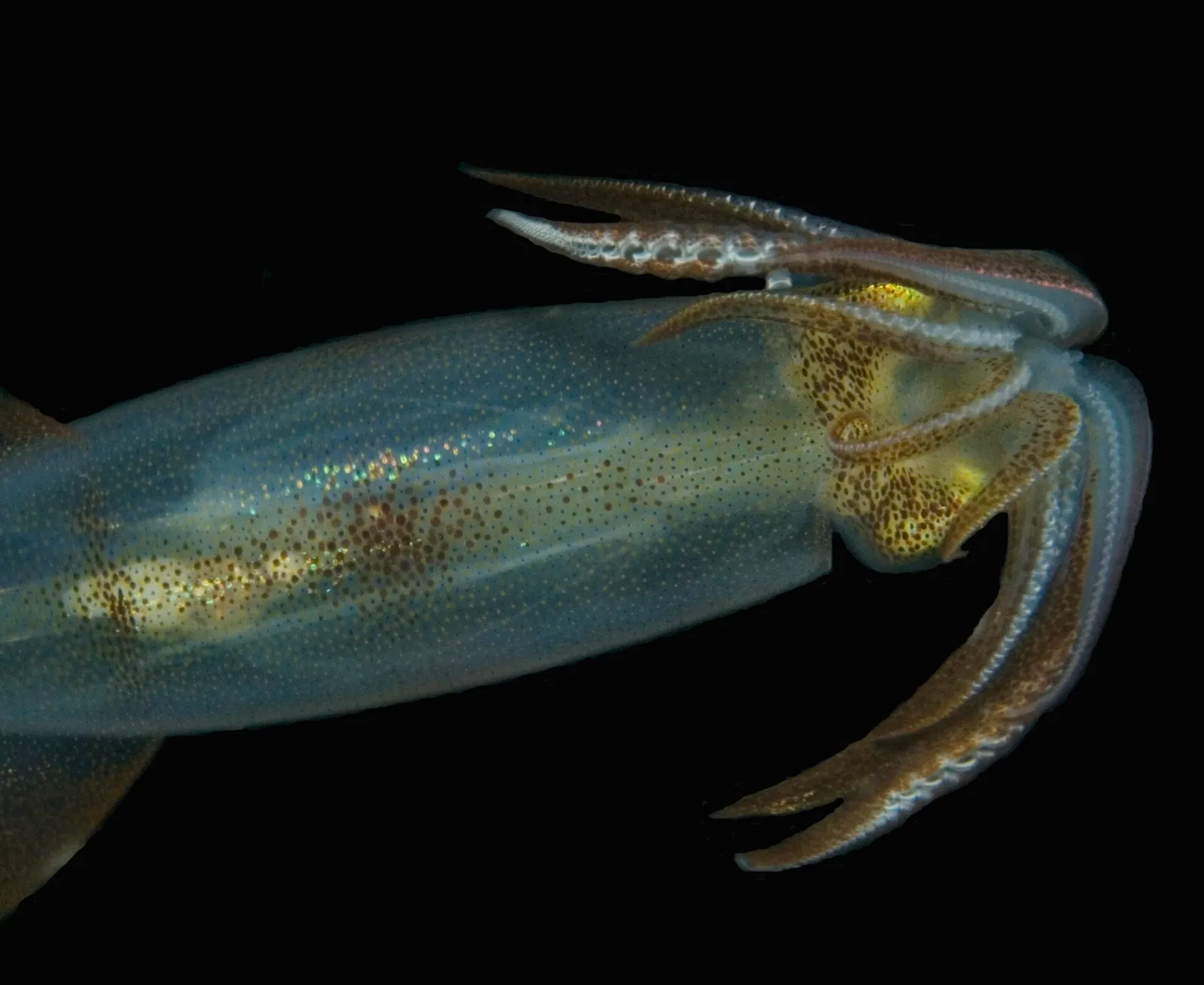 En bläckfisk i havet
