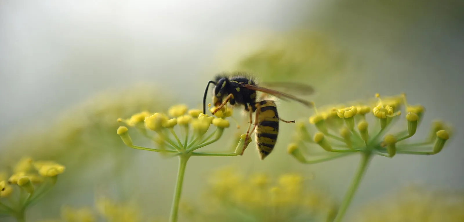 En vanlig geting (Vespula vulgaris)