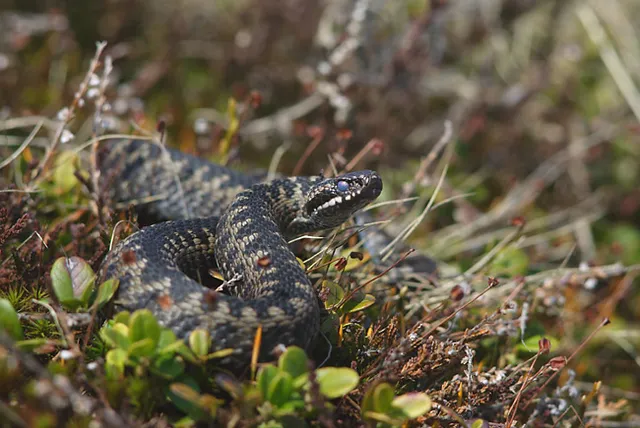 En huggorm (Vipera berus)