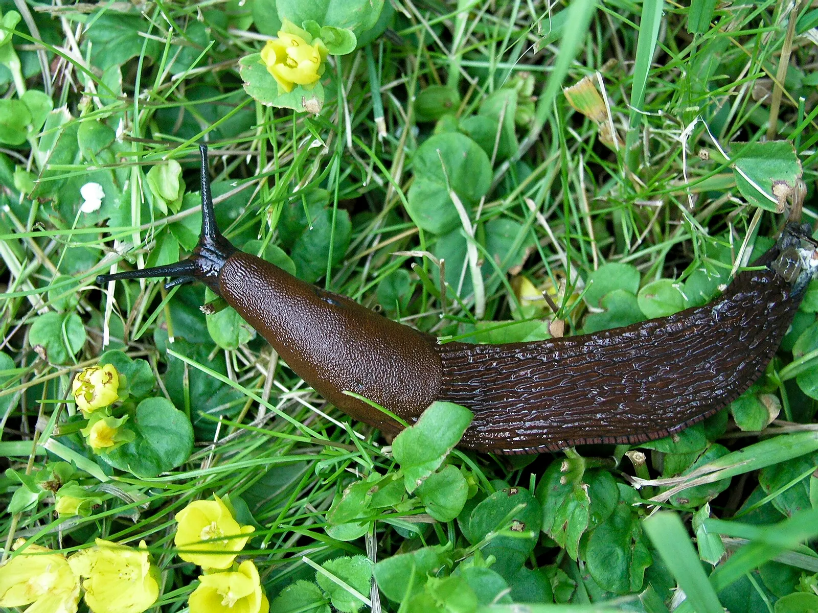 En mördarsnigel (Arion vulgaris)