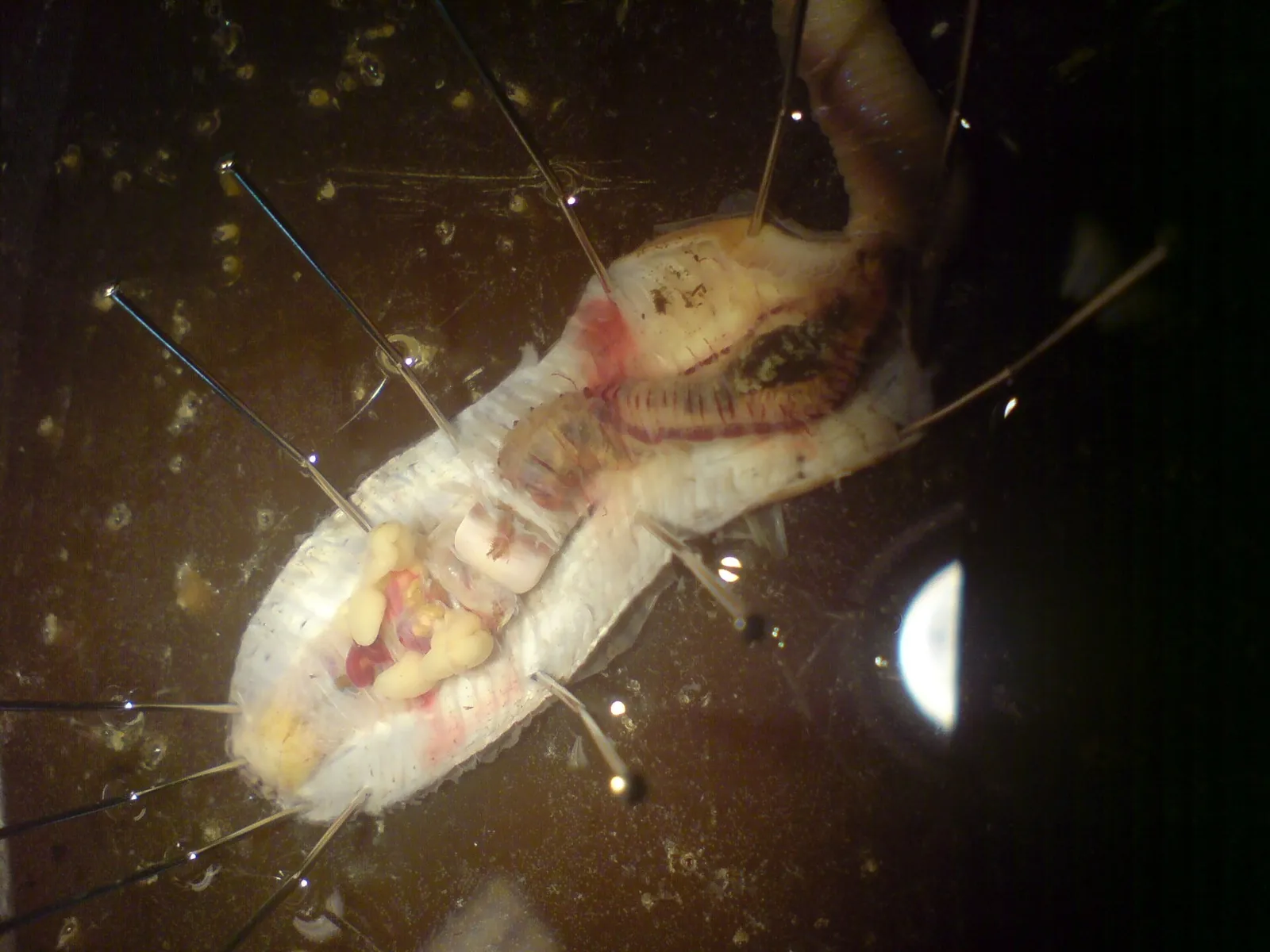 En daggmask (Lumbricus terrestris)