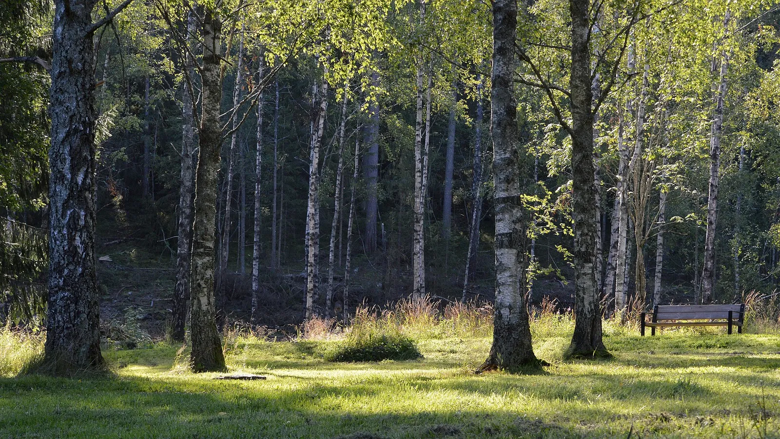 Arkivbild: skog vid Sognsvann i Oslo