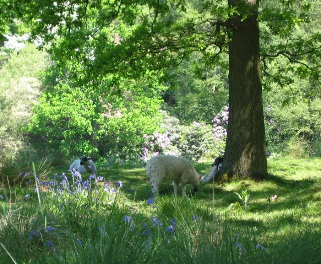 Djur söker skugga en het sommardag (genrebild)