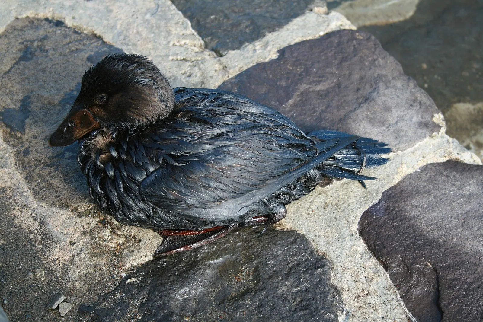 En sjöfågel täckt av olja efter ett utsläpp