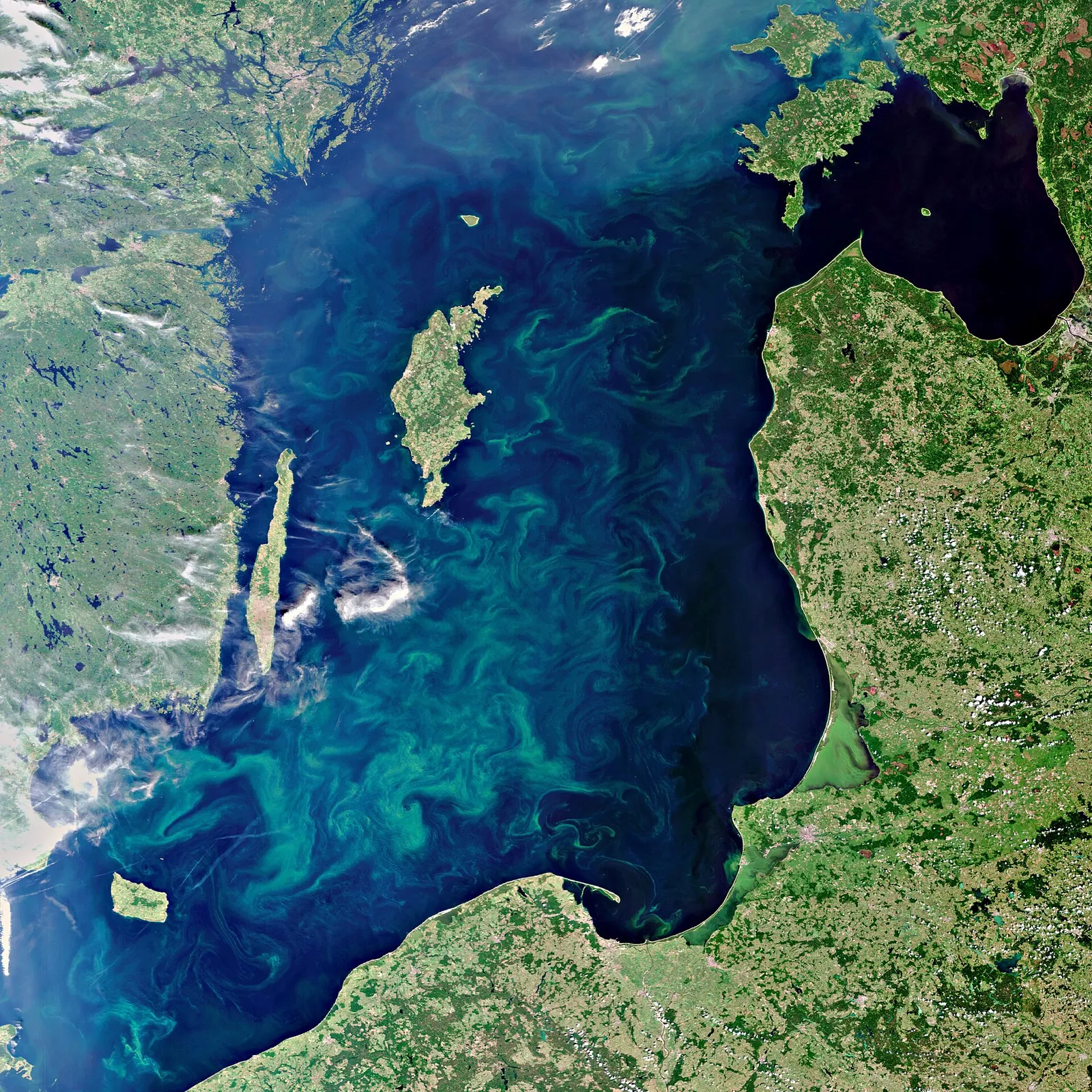 Algblomning i Östersjön sedd från satellit