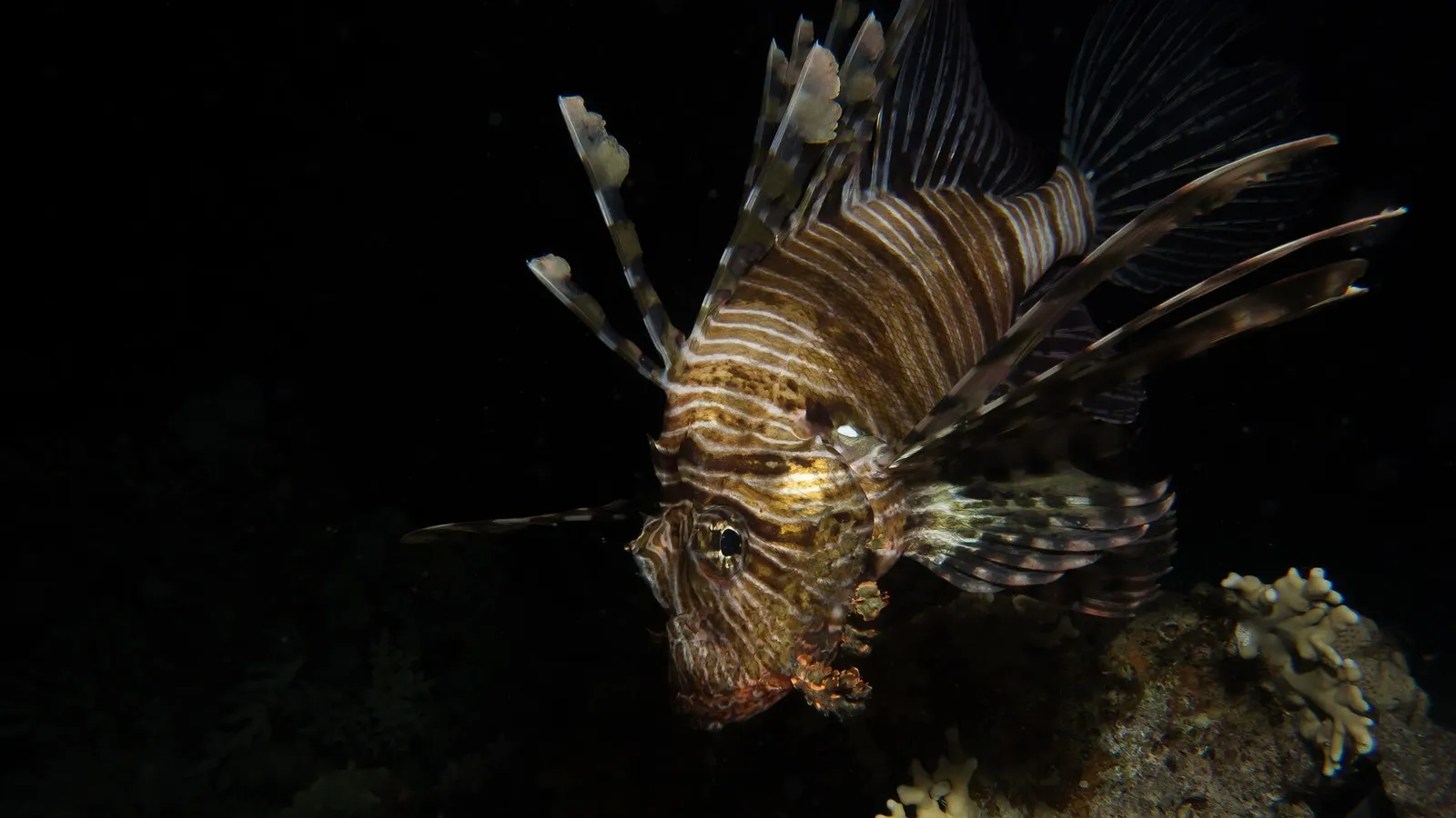 En drakfisk (Pterois miles)