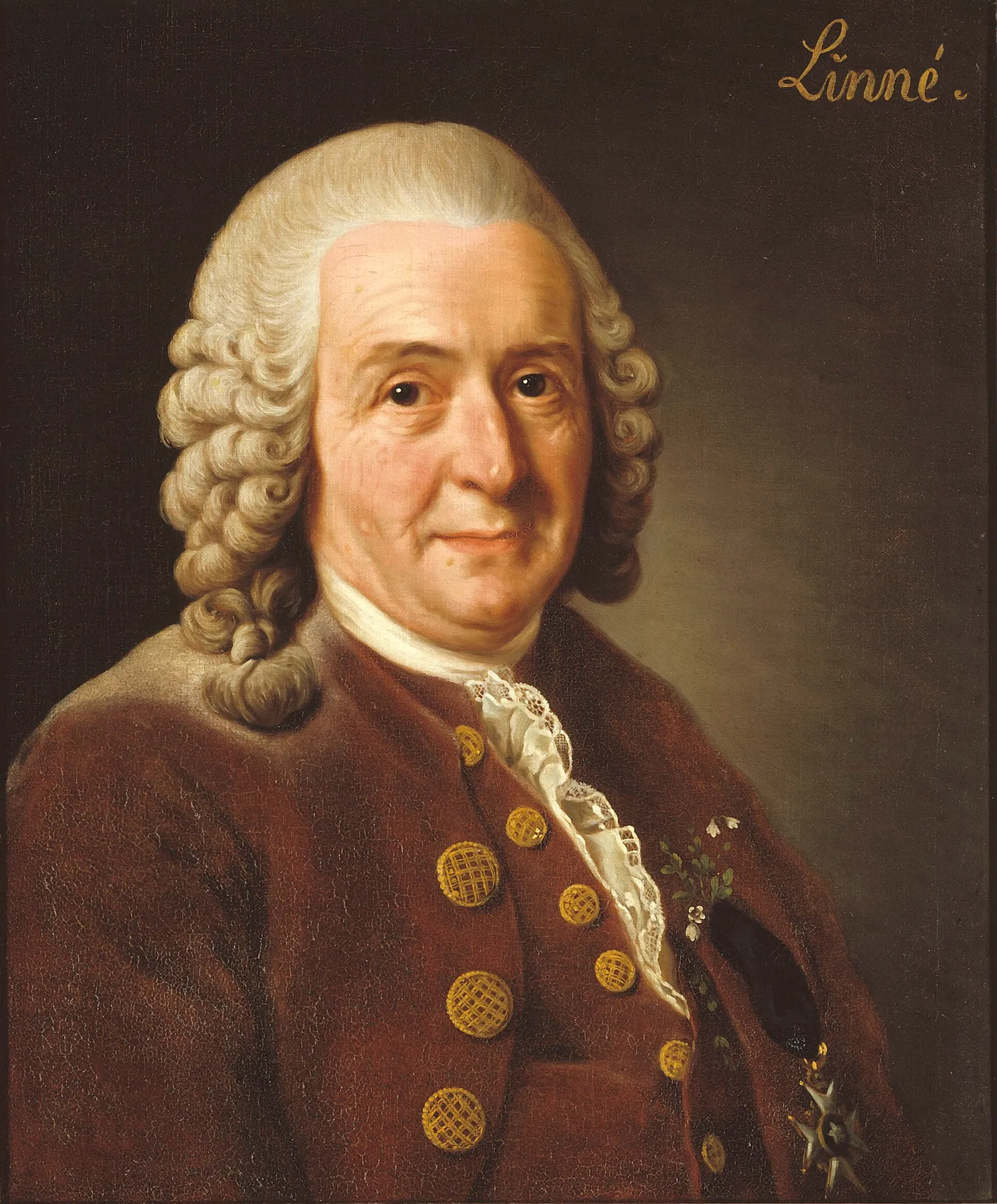 Porträtt av Carl von Linné
