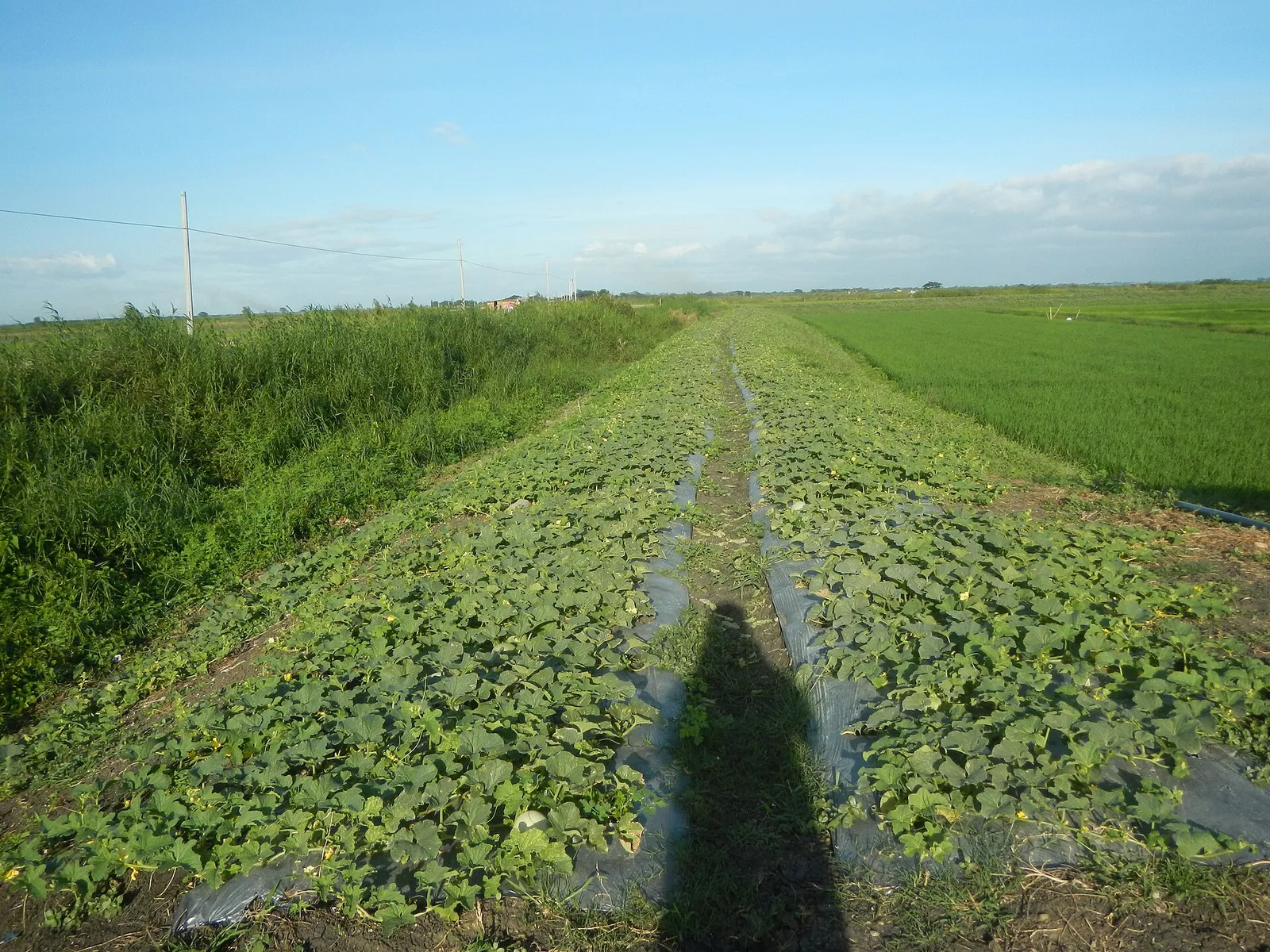 Ett melonfält (genrebild)