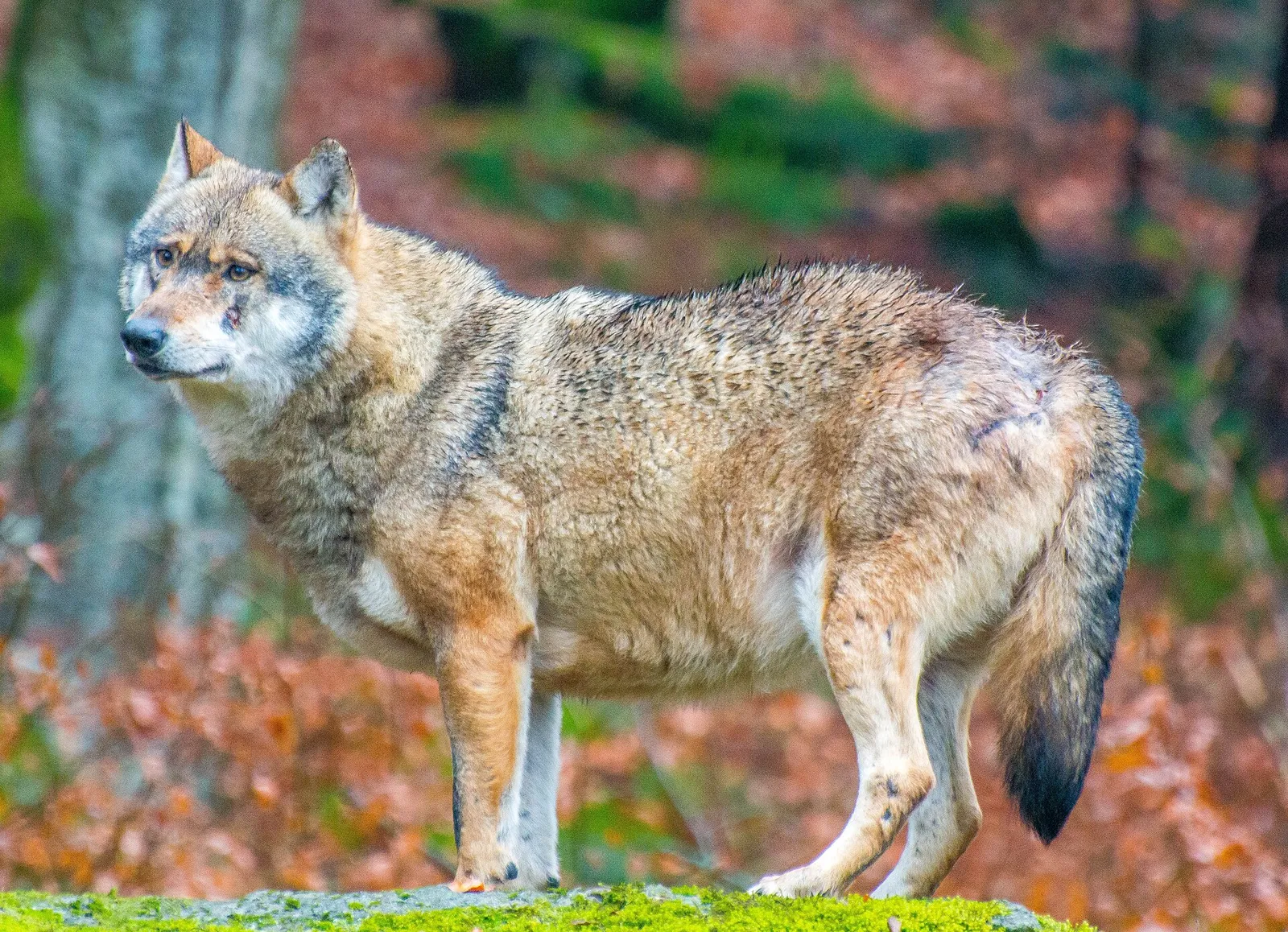 En varg i skogsmiljö
