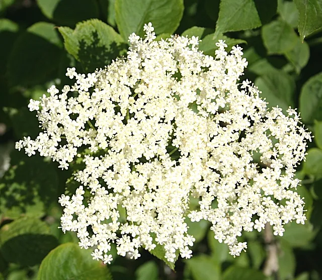 Vita blomklasar av svart fläder, Sambucus nigra