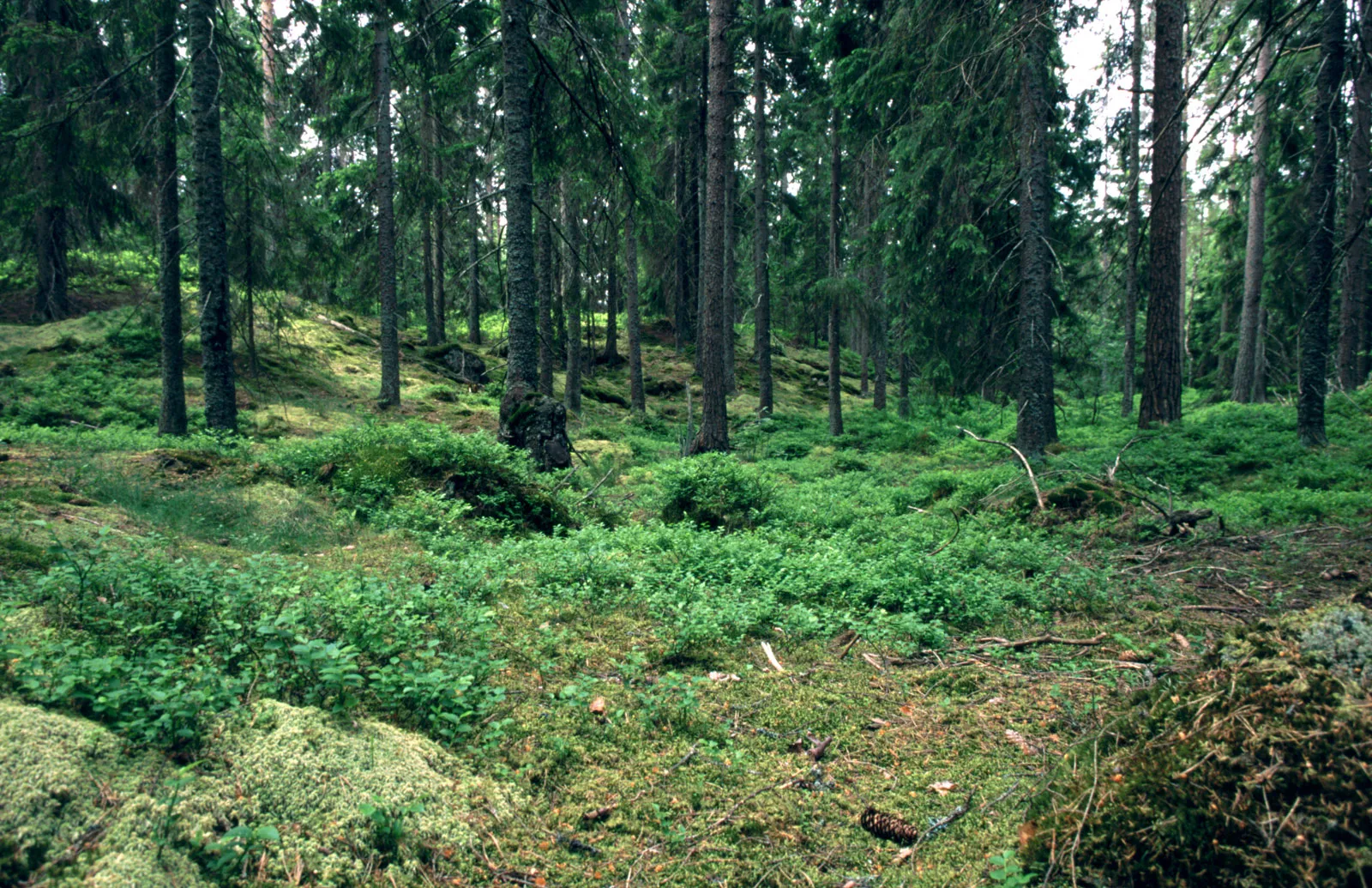 Svensk granskog