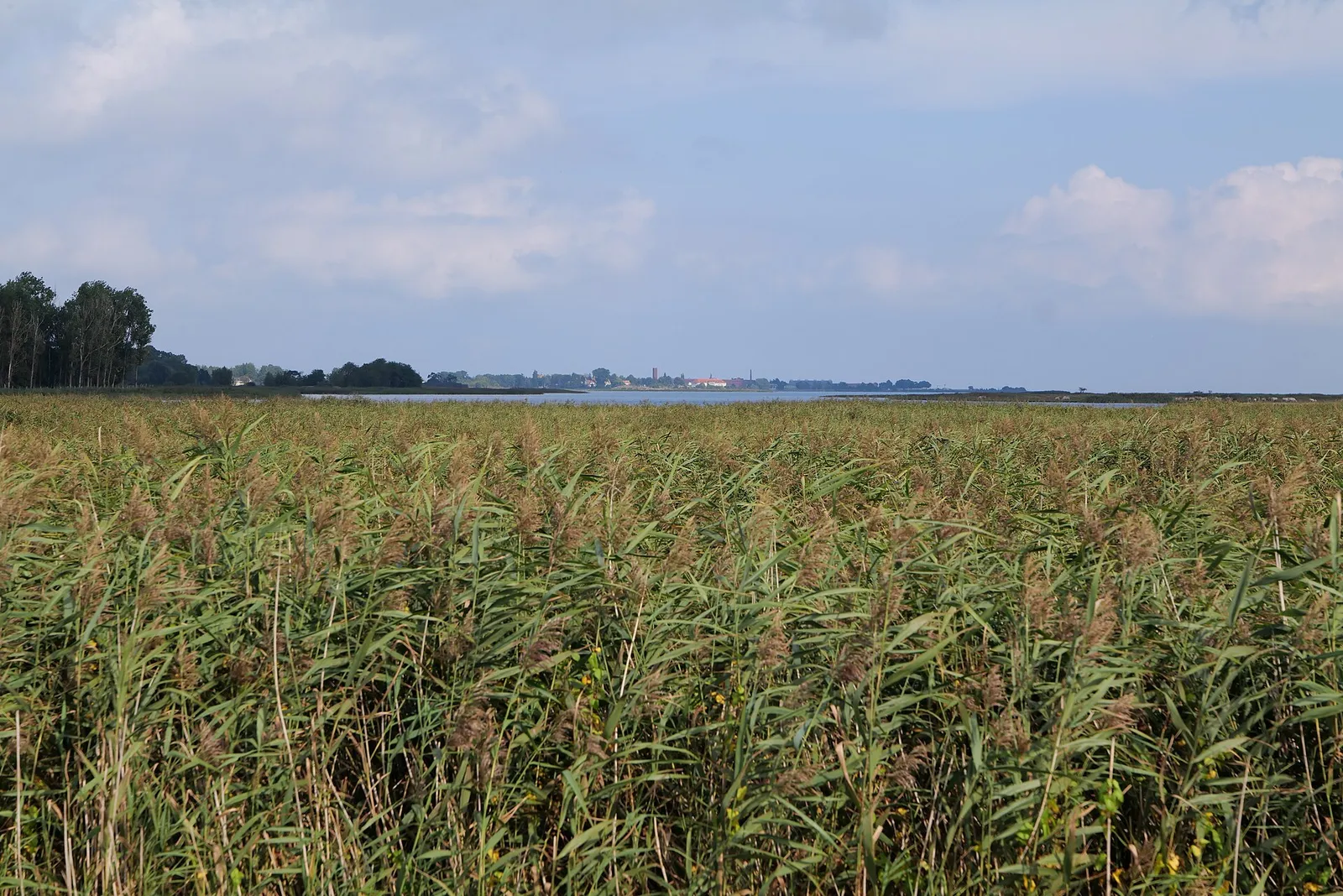Vassbevuxen våtmark vid Greifswalder Bodden vid Östersjökusten