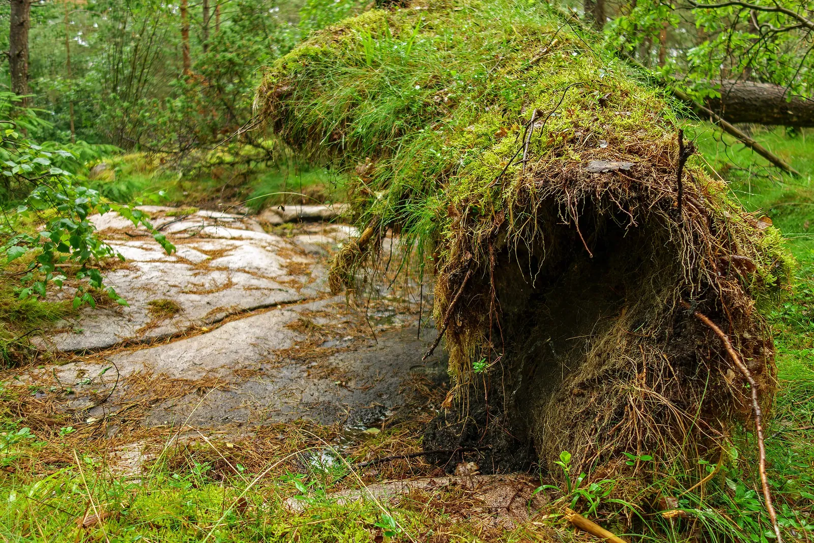 Stormfälld tall i skogsmark