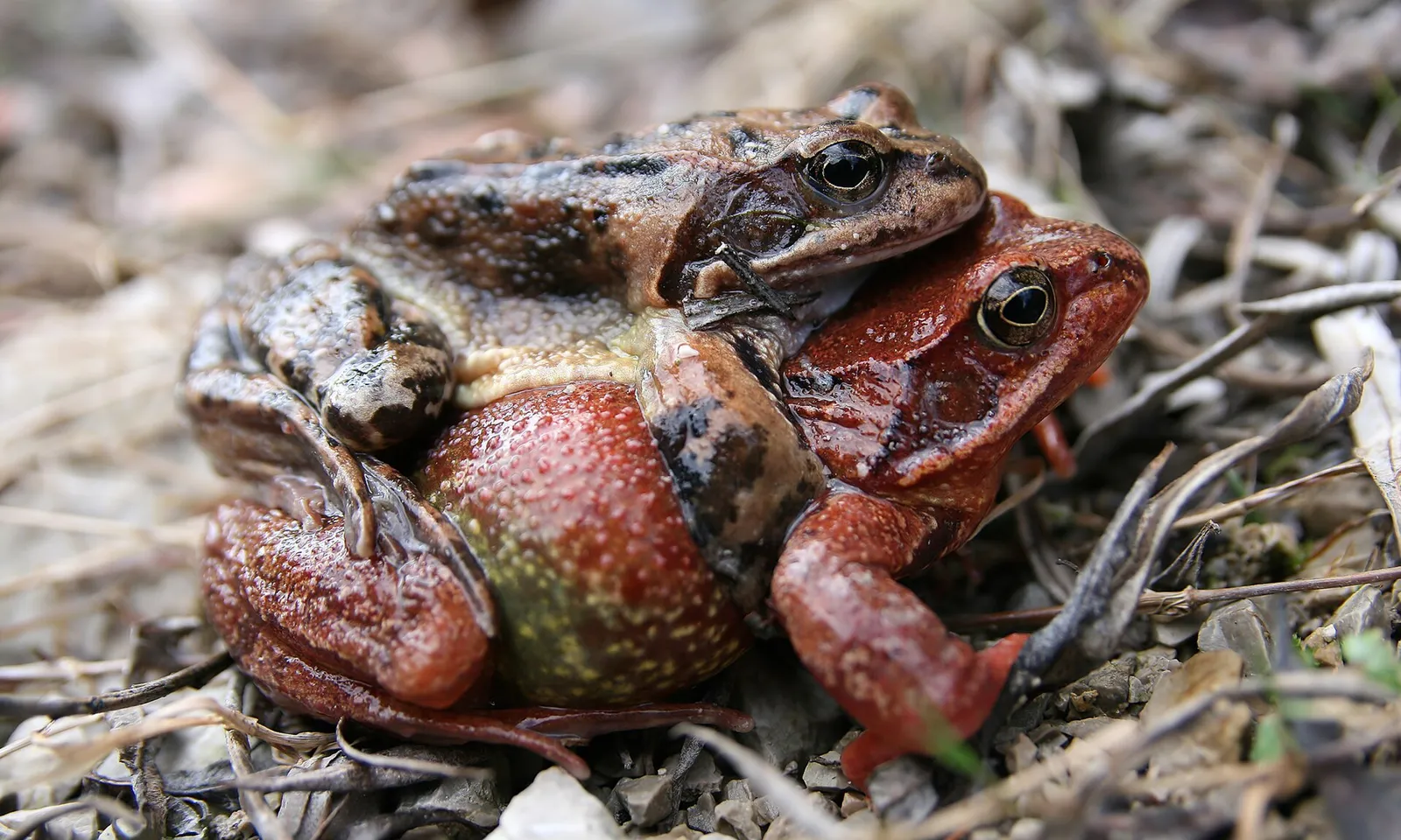En vanlig groda (Rana temporaria)