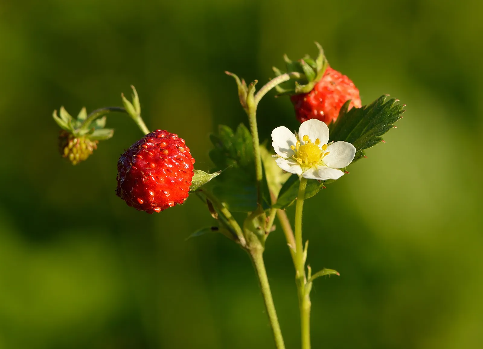 Mogna vilda smultron (Fragaria vesca)