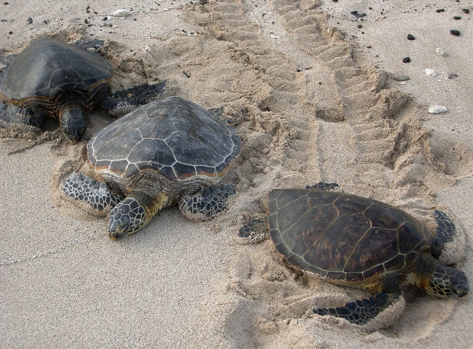 Tre havssköldpaddor på en sandstrand
