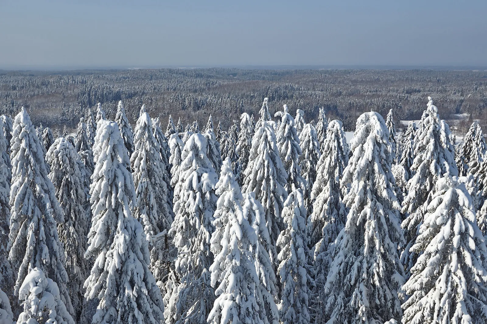 En barrskog sedd ovanifrån