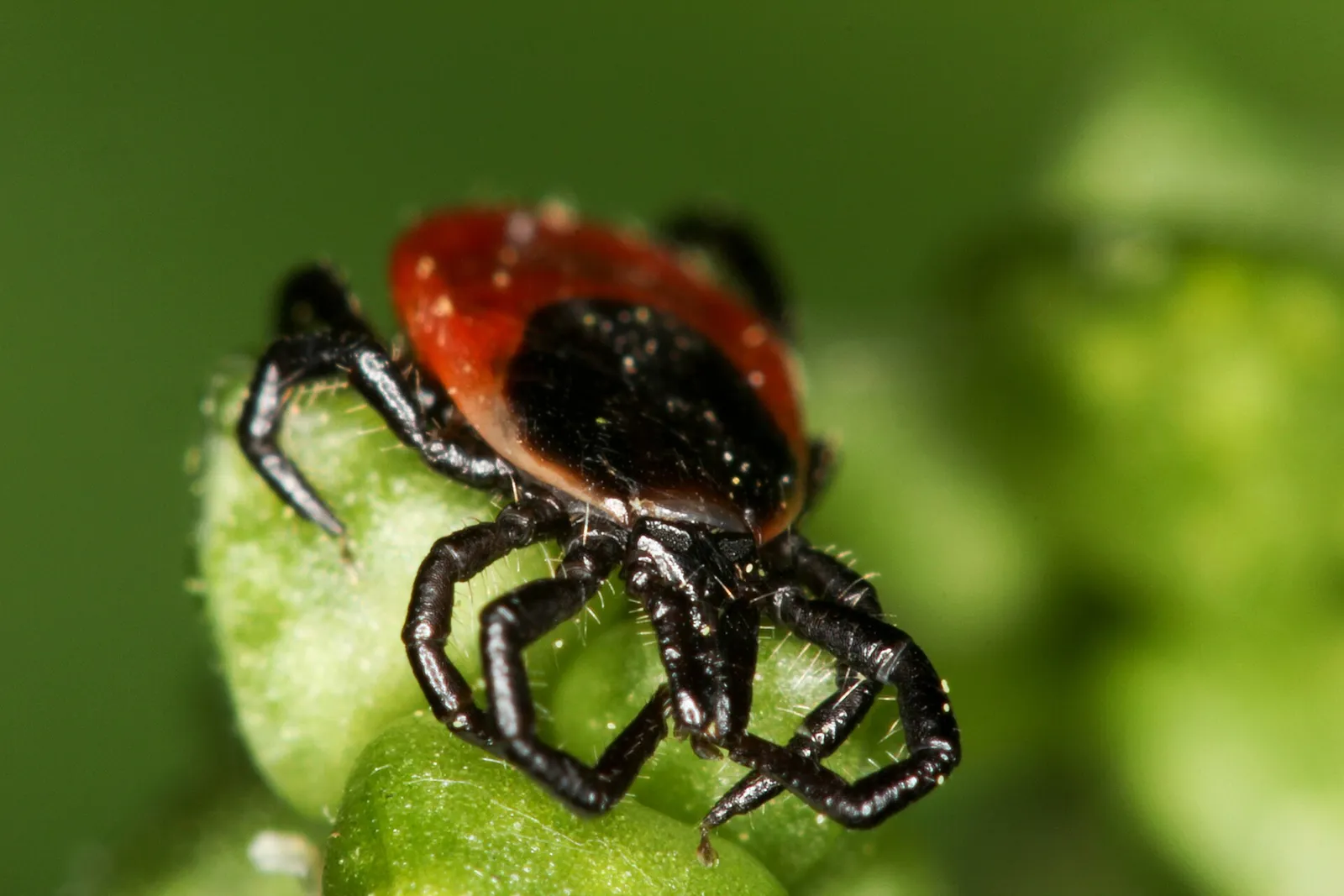 Fästing av arten Ixodes ricinus, som kan sprida TBE