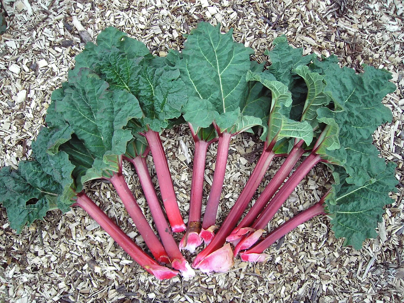 Rabarberplanta med röda stjälkar