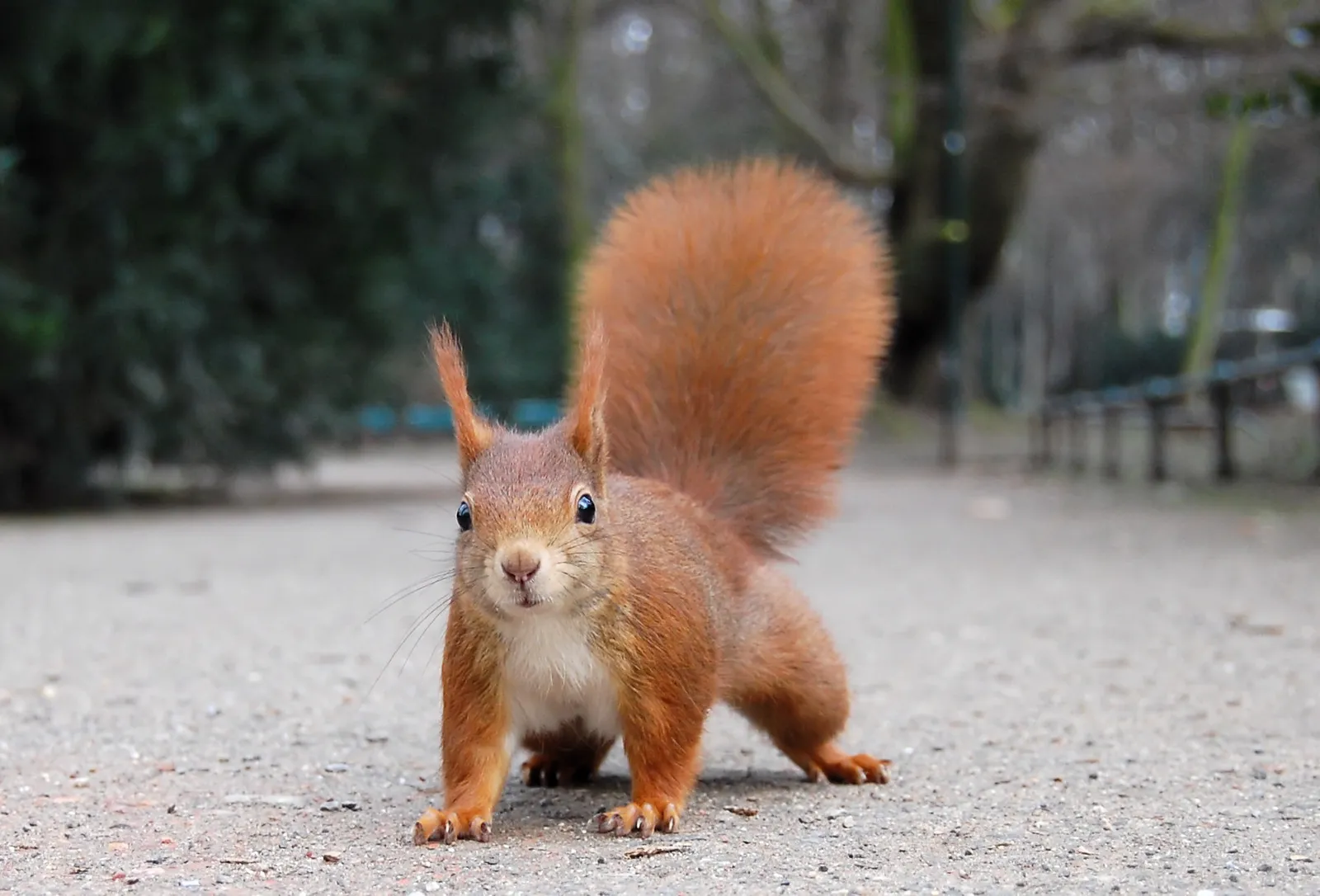 Röd ekorre (Sciurus vulgaris)