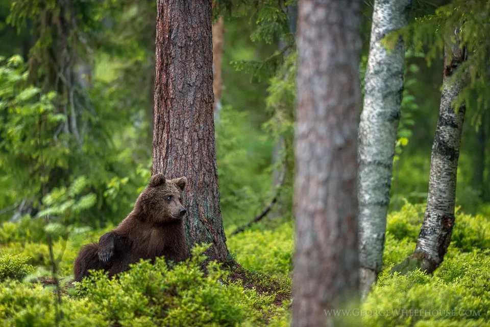 En brunbjörn i skogen (arkivbild)