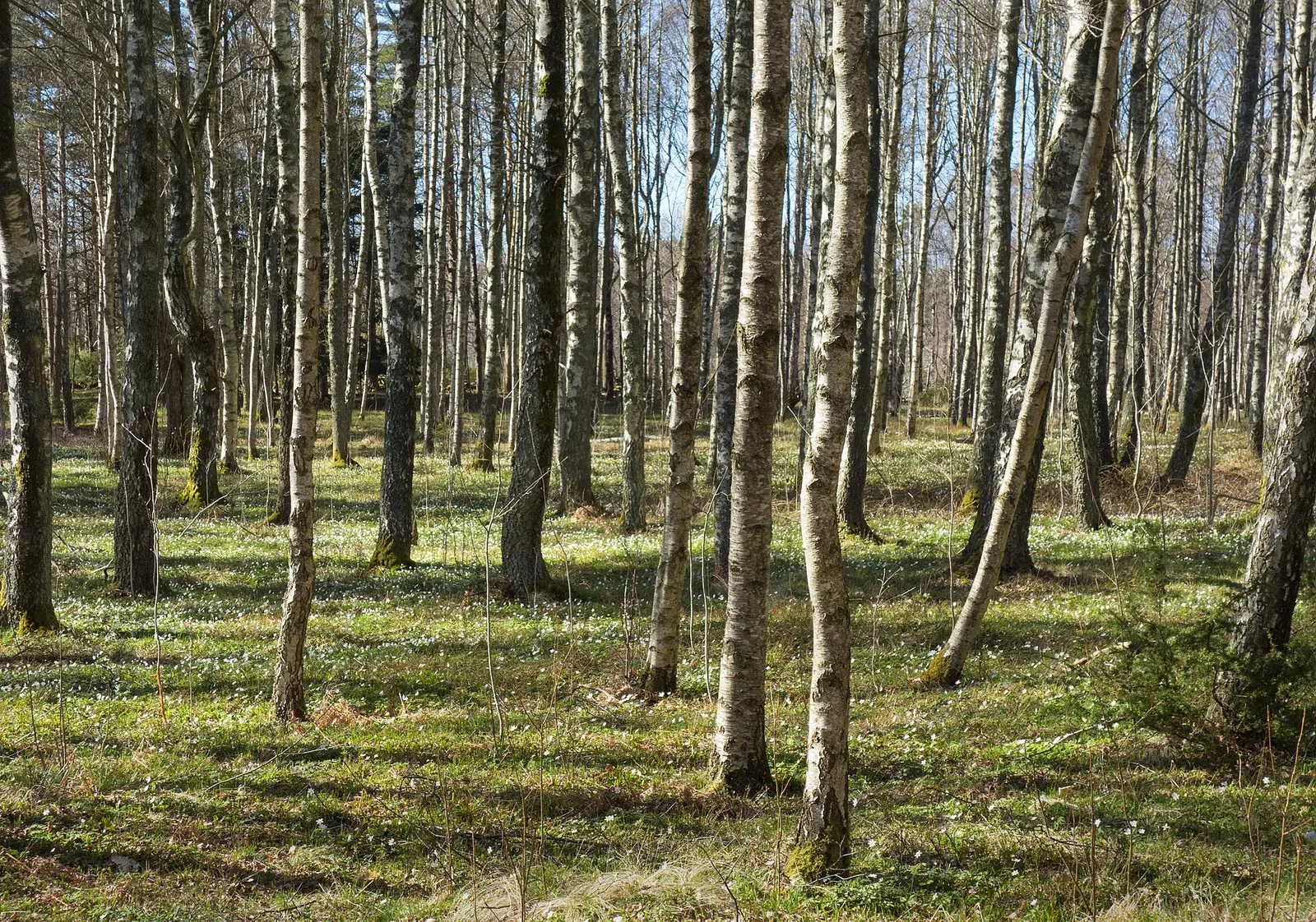 En björkskog
