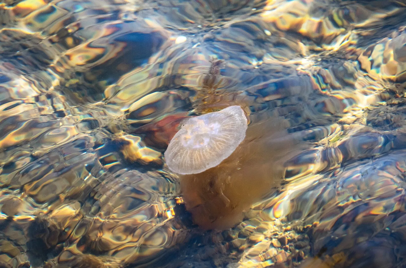 Öronmaneter i vattnet vid en svensk strand