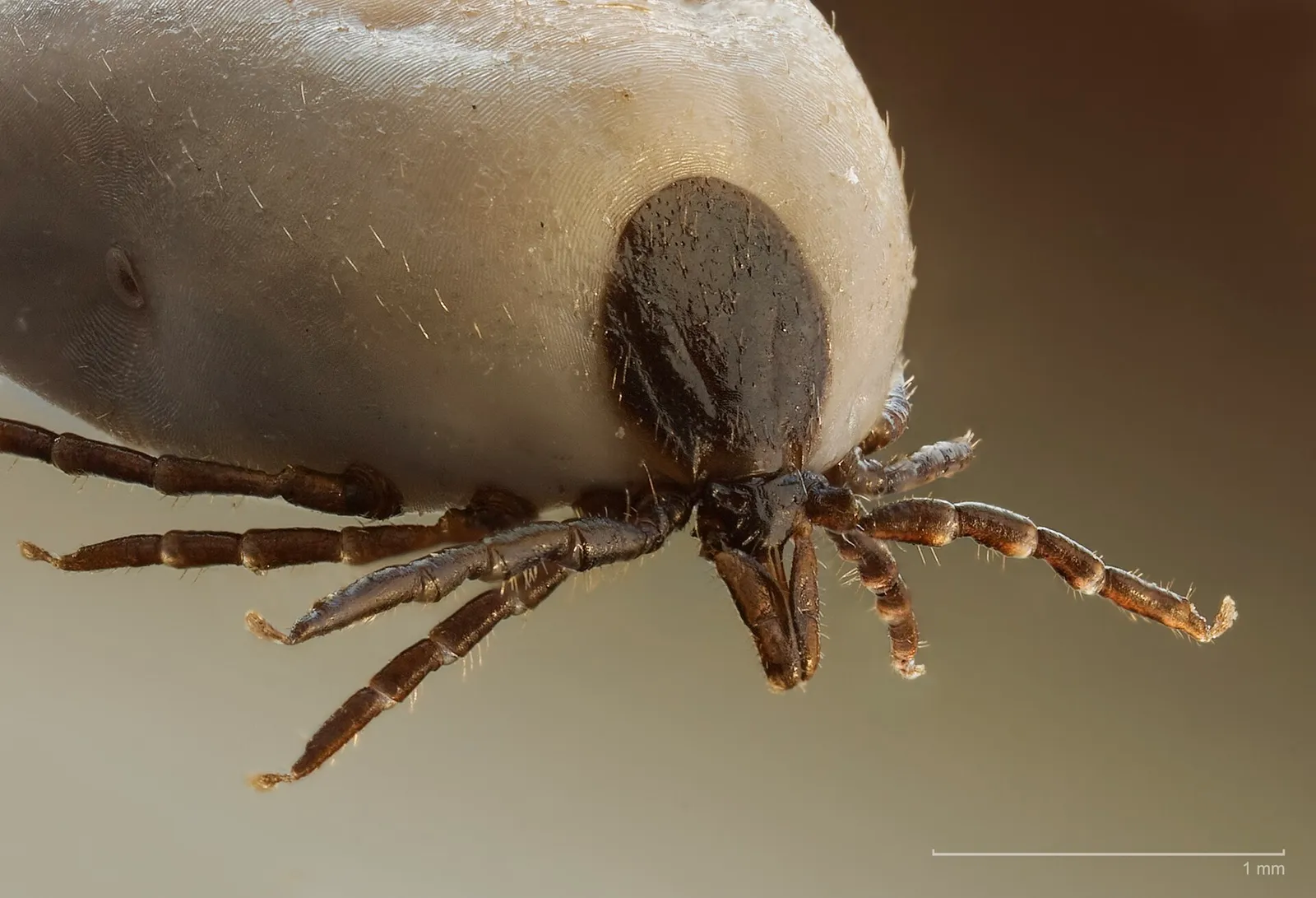 Närbild på en fästing (Ixodes ricinus)