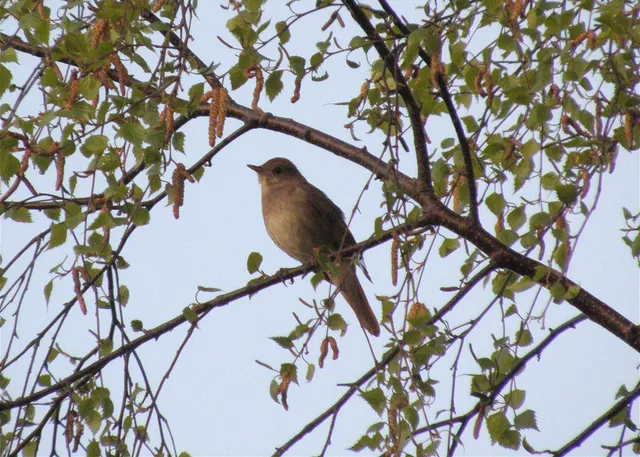 En sydnäktergal (Luscinia luscinia)