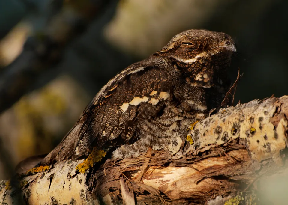 En nattskärra (Caprimulgus europaeus)