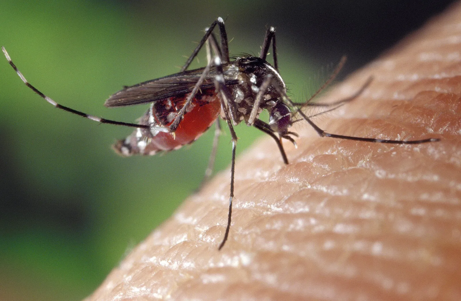 En asiatisk tigermygga (Aedes albopictus) på hud