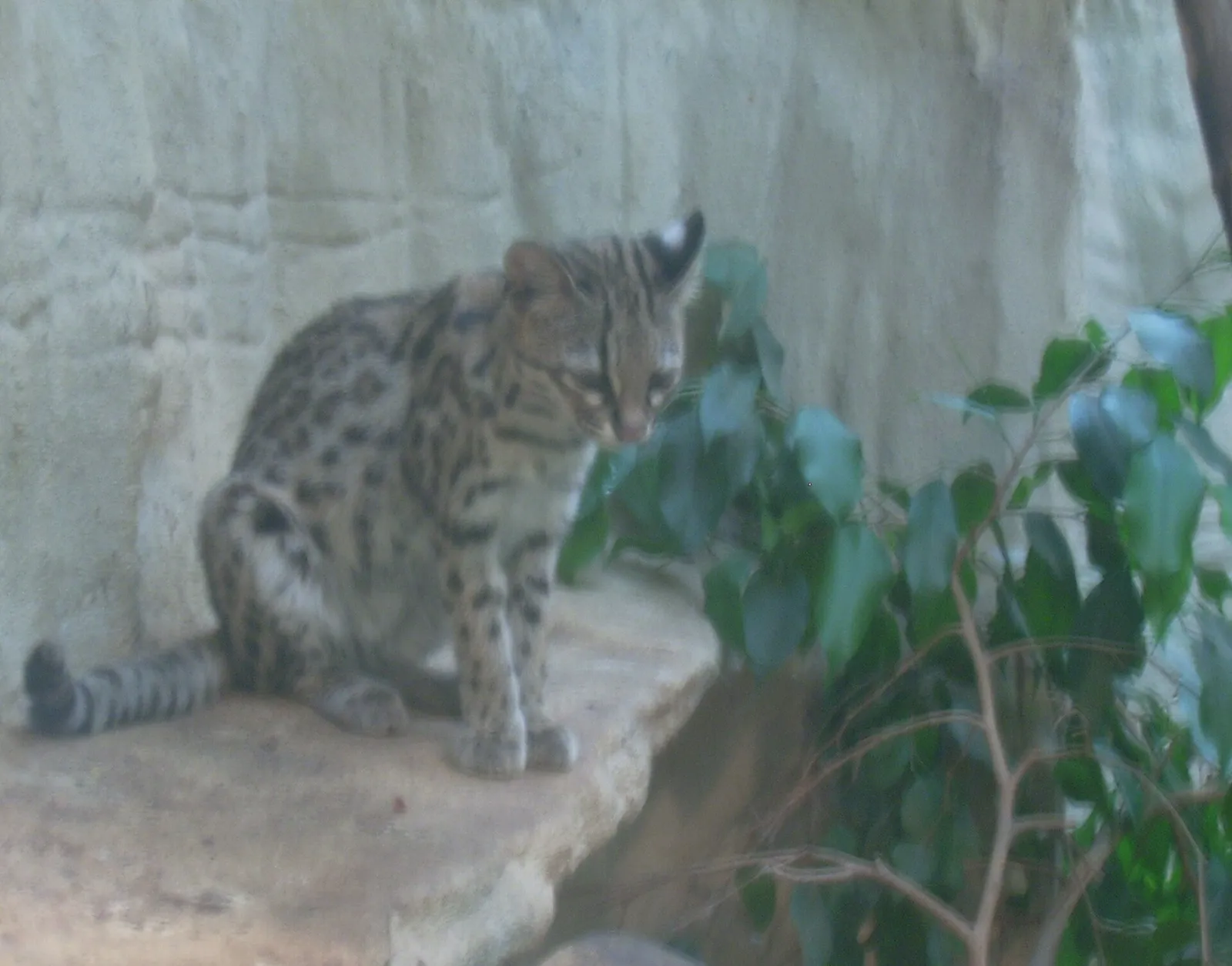 Tigerkatt av släktet Leopardus, arkivbild