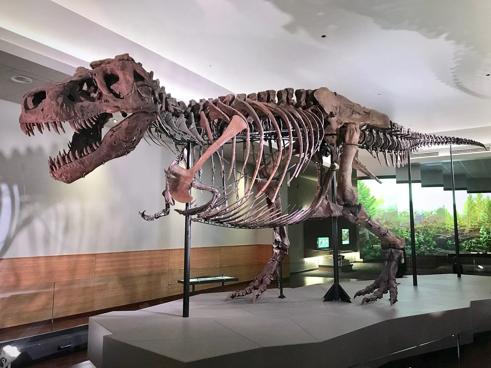 Ett uppmonterat Tyrannosaurus rex-skelett (arkivbild)
